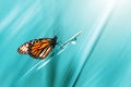 Monarch orange beautiful butterfly against the background of fantastic blue grass with a drop of dew. Summer spring art background Royalty Free Stock Photo