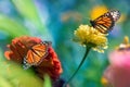 Monarch orange butterflies and bright summer flowers in a summer garden. Royalty Free Stock Photo