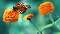 Monarch orange butterfly and  bright summer flowers on a background of blue foliage in a fairy garden. Macro artistic image. Royalty Free Stock Photo