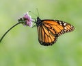 Monarch Royalty Free Stock Photo