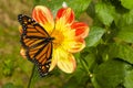 Female Monarch on Red and Yellow Single Dahlia Royalty Free Stock Photo