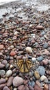 Monarch resting on rocks Royalty Free Stock Photo