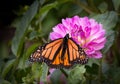 Lovely Monarch on Beautiful Pink Dahlia Flower