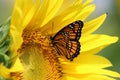 Monarch on sunflower Royalty Free Stock Photo