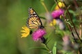 Monarch on Swamp Thistle 33639