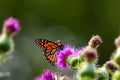 Monarch on Thistle. A large monarch butterfly on purple thistle. Monarch butterflies are endangered species.