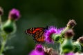 Monarch on Thistle. A large monarch butterfly on purple thistle. Monarch butterflies are endangered species.