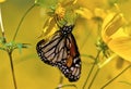 Monarch on Tickseed Sunflower 33912