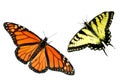 Monarch and Tiger Swallowtail Butterfly Background