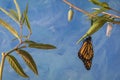 Monarch Trinity Caterpillar, Chrysalis, and newly emerged Butterfly on swamp milkweed blue background Royalty Free Stock Photo