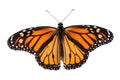 Monarch - Vibrant Butterfly Illustration: Colorful butterfly with orange wings,