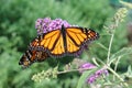Monarch Wanderer Butterflies on a purple flower with shallow d