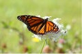 Monarch on white flower Royalty Free Stock Photo
