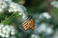 Monarch on white flowers Royalty Free Stock Photo