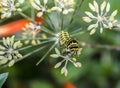 Monarchn Caterpillar, larval, Lepidoptera Royalty Free Stock Photo