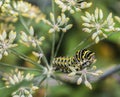 Monarchn Caterpillar, larval, Lepidoptera Royalty Free Stock Photo