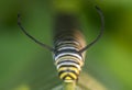 Monarchn Caterpillar, larval, Lepidoptera Royalty Free Stock Photo