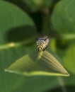 Monarchn Caterpillar, larval, Lepidoptera Royalty Free Stock Photo