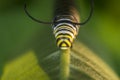 Monarchn Caterpillar, larval, Lepidoptera Royalty Free Stock Photo