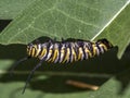 Monarchn Caterpillar, larval, Lepidoptera Royalty Free Stock Photo