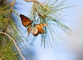 Monarchs Butterflies Royalty Free Stock Photo