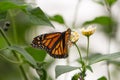 Monarchs butterflies Royalty Free Stock Photo