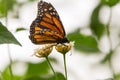 Monarchs butterflies Royalty Free Stock Photo