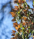 Monarchs cluster in the eucalyptus trees at the Natural Bridges State Park in Santa Cruz Royalty Free Stock Photo