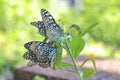 a monarchs on a flower, butterflies resting on flowers Royalty Free Stock Photo