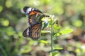 a monarchs on a flower, butterflies resting on flowers Royalty Free Stock Photo
