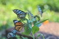a monarchs on a flower, butterflies resting on flowers Royalty Free Stock Photo
