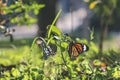 a monarchs on a flower, butterflies resting on flowers Royalty Free Stock Photo