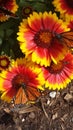 Monarchs on flowers Royalty Free Stock Photo