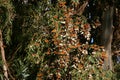 Monarchs at Natural Bridges 2 Royalty Free Stock Photo