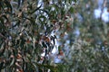 Monarchs at Natural Bridges 7 Royalty Free Stock Photo