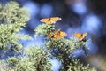 Monarchs of Pismo Beach, California