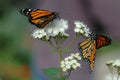 Monarchs on white flower Royalty Free Stock Photo