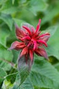 Monarda Bee balm flower blossoming Royalty Free Stock Photo