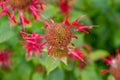 Monarda bee balm flower Royalty Free Stock Photo