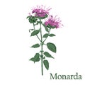 Monarda, Bee Balm. Illustration of a plant in a vector with flow