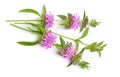 Monarda citriodora. Common names include lemon beebalm, lemon mint and purple horsemint. Isolated on white.