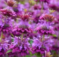 Monarda citriodora is a species of flowering plant Royalty Free Stock Photo