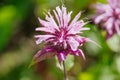 Monarda didyma Royalty Free Stock Photo