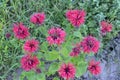 Monarda didyma Scarlet beebalm blooming in the garden