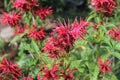 Monarda didyma flower closeup. Crimson bee balm, scarlet beebalm, scarlet monarda or bergamot is an aromatic herb