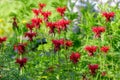 Monarda didyma flower in a garden Royalty Free Stock Photo