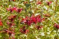 Monarda didyma - popular medicinal plant Royalty Free Stock Photo