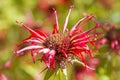 Monarda didyma - popular medicinal plant Royalty Free Stock Photo