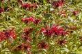 Monarda didyma - popular medicinal plant Royalty Free Stock Photo