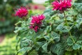 Monarda didyma Scarlet beebalm